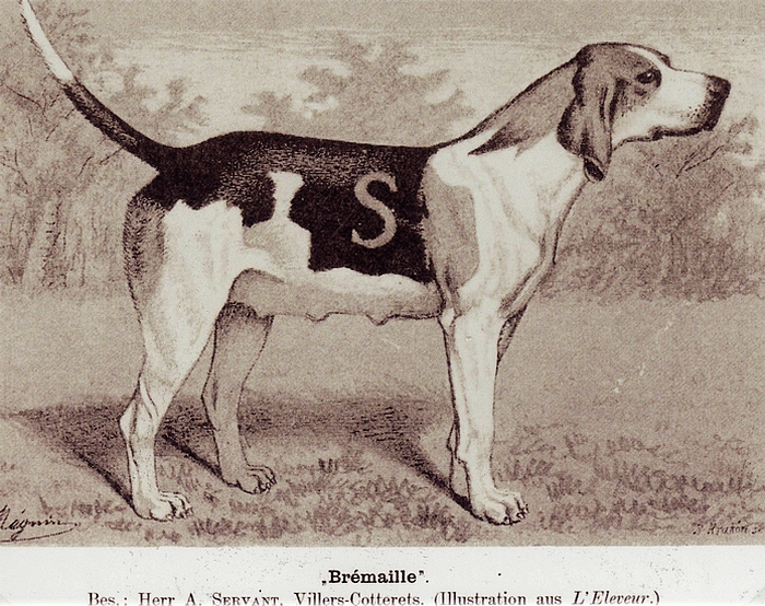 La chienne Brémaille - Collection A.-P. Baudesson - Don à la Société de Vènerie